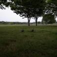 ランの途中で、カツラの木の下の草むらで休憩してるカモの夫婦に遇いました。 カメラを構えて近づくと逃げ始めてしまったけれど、しばらくは私がじっと見ているのを知ってるくせに知らん顔。人に慣れているというか「ここは 私のお家よ [&hellip;]