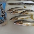 弟が釣った鮎を送ってくれました。 弟と言っても私より年上、夫の弟です。私たちも釣りが好きですが、彼は私たちよりず～っと前から鮎釣りにはまっている釣り人です。 夫の祖父は北海道の網元・漁師さんです。夫たち兄弟は網元の孫とし [&hellip;]