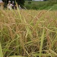 ９月６日。鴨川の大山千枚田で稲刈り作業です。 この日刈り取る稲は、大雨降りの中で田植えした・・・苦労して植えた稲の・・・収穫となります。 いつものように大勢でワイワイと稲刈りか！と思いきや金曜日ということもあって参加者は [&hellip;]