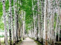 白樺トリミング